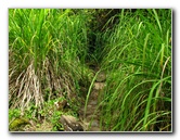 Rainbow-Falls-Wailuku-River-State-Park-Hilo-Big-Island-Hawaii-017