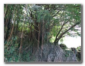 Rainbow-Falls-Wailuku-River-State-Park-Hilo-Big-Island-Hawaii-021