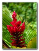 Rainbow-Falls-Wailuku-River-State-Park-Hilo-Big-Island-Hawaii-027