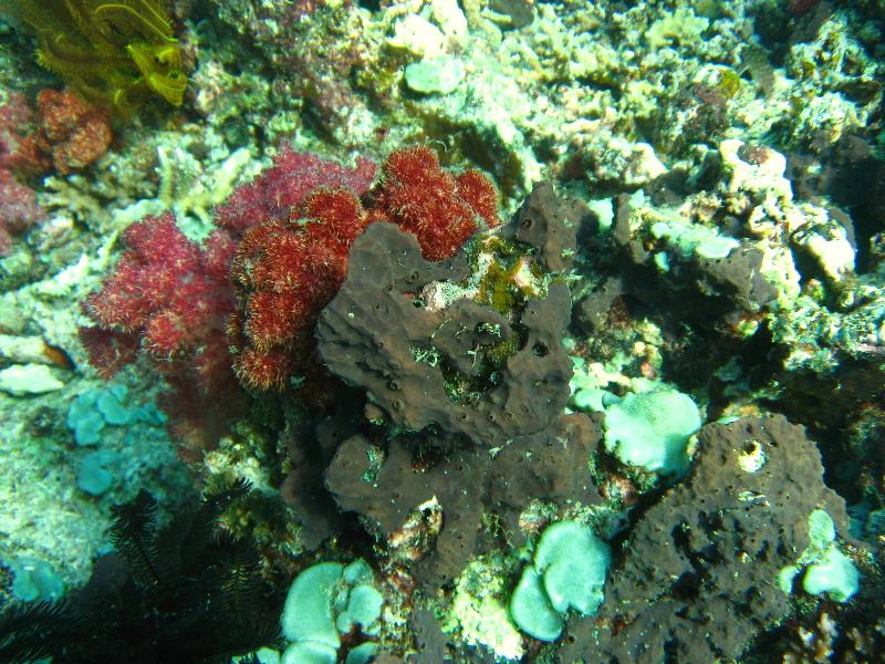 Rainbow-Reef-Scuba-Diving-Taveuni-Fiji-014