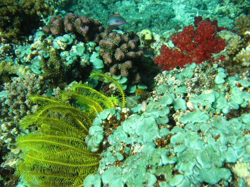 Rainbow-Reef-Scuba-Diving-Taveuni-Fiji-015