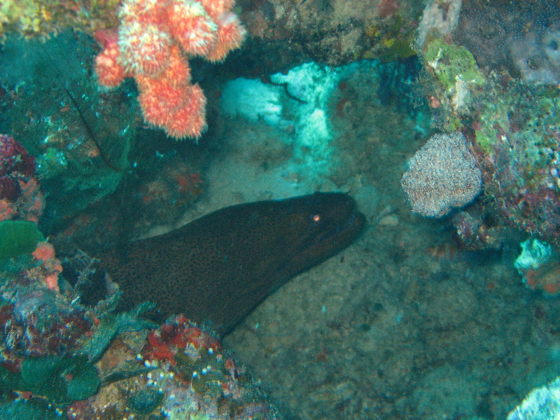 Rainbow-Reef-Scuba-Diving-Taveuni-Fiji-019