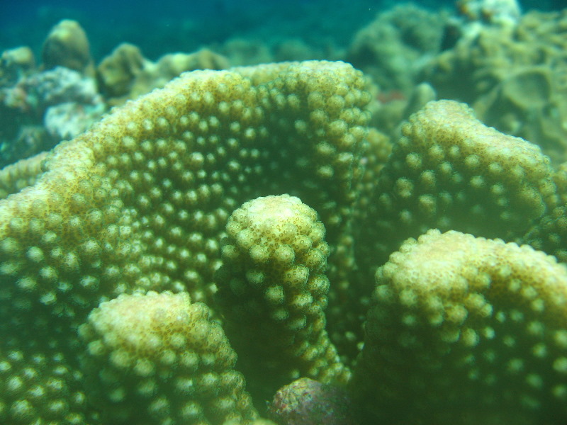 Rainbow-Reef-Scuba-Diving-Taveuni-Fiji-027