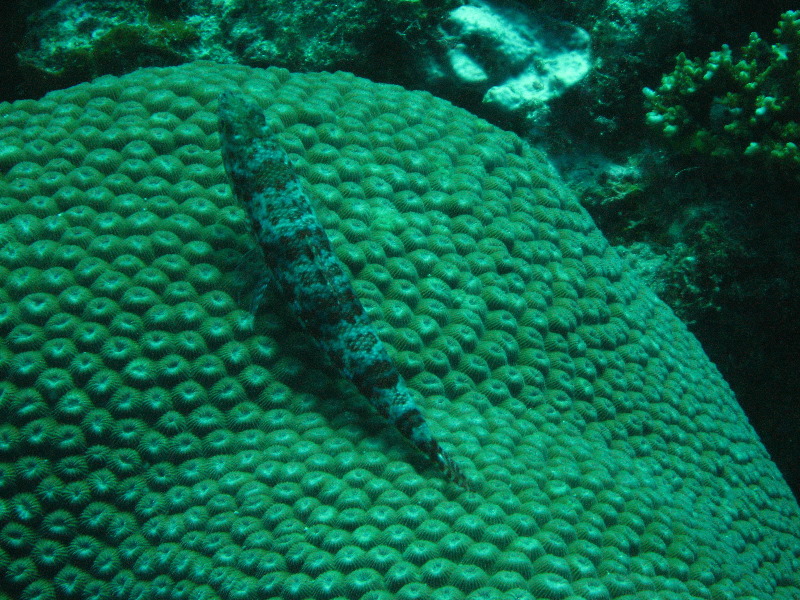 Rainbow-Reef-Scuba-Diving-Taveuni-Fiji-029