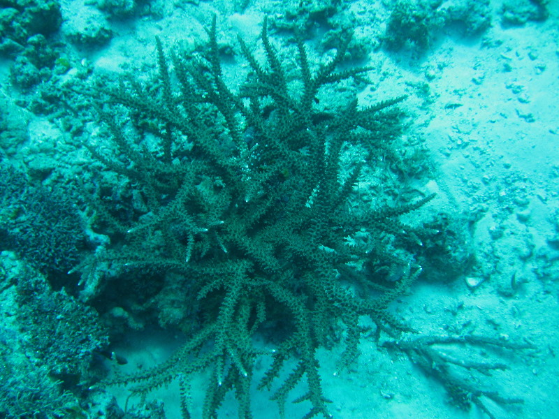Rainbow-Reef-Scuba-Diving-Taveuni-Fiji-035