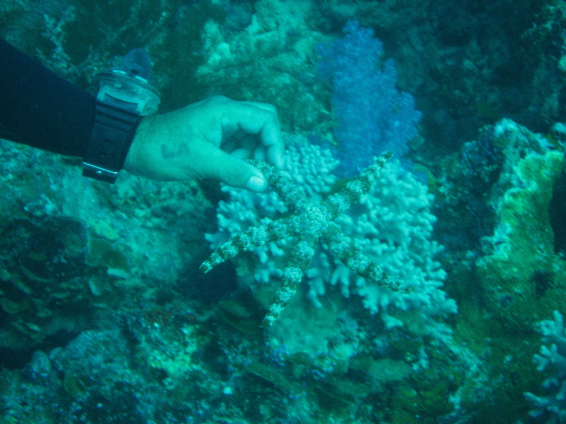 Rainbow-Reef-Scuba-Diving-Taveuni-Fiji-040