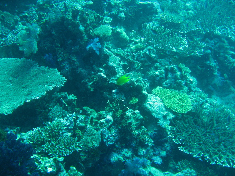 Rainbow-Reef-Scuba-Diving-Taveuni-Fiji-046