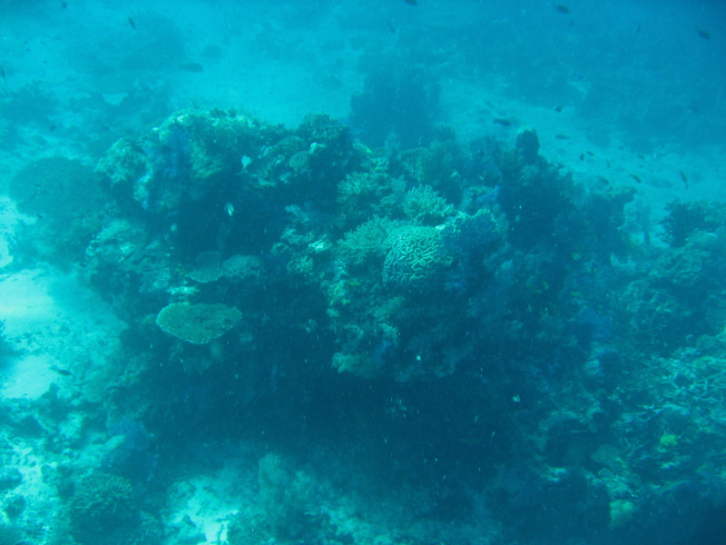 Rainbow-Reef-Scuba-Diving-Taveuni-Fiji-048