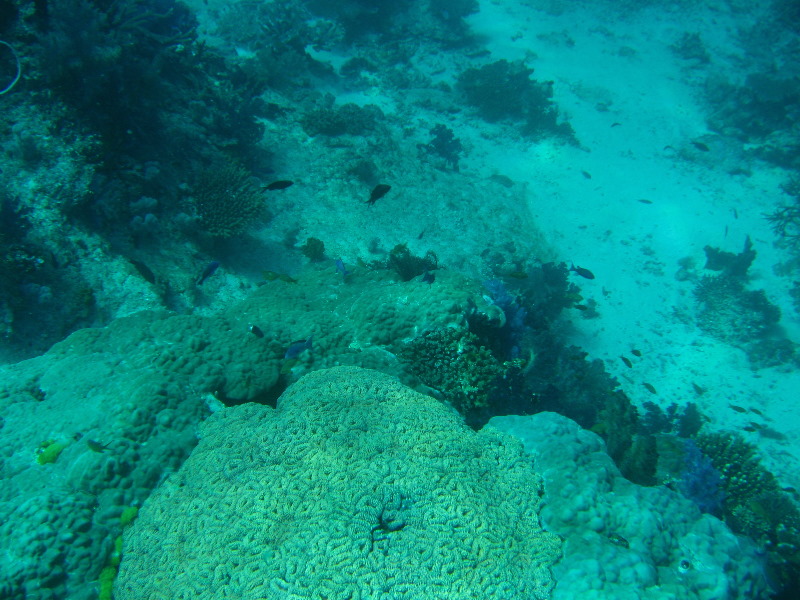 Rainbow-Reef-Scuba-Diving-Taveuni-Fiji-051