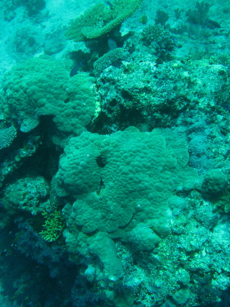 Rainbow-Reef-Scuba-Diving-Taveuni-Fiji-052