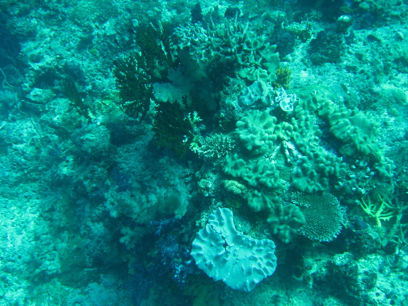 Rainbow-Reef-Scuba-Diving-Taveuni-Fiji-055
