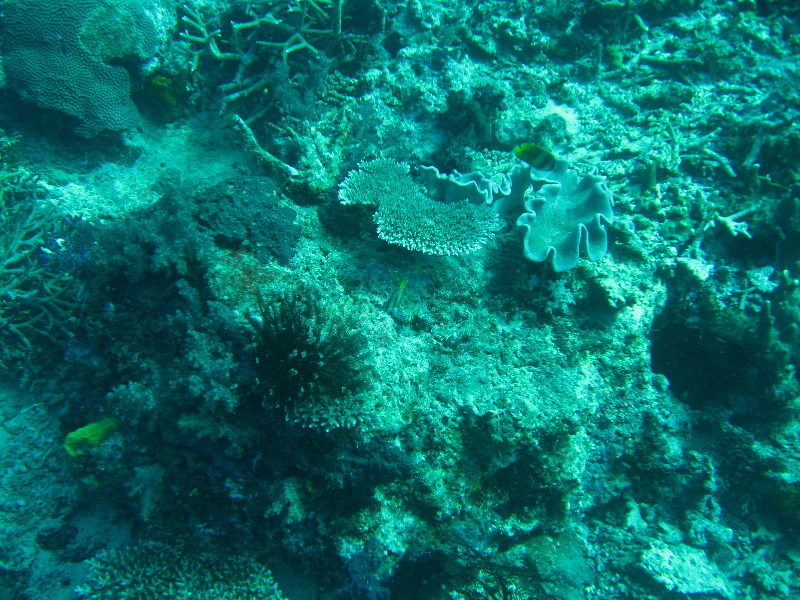 Rainbow-Reef-Scuba-Diving-Taveuni-Fiji-056