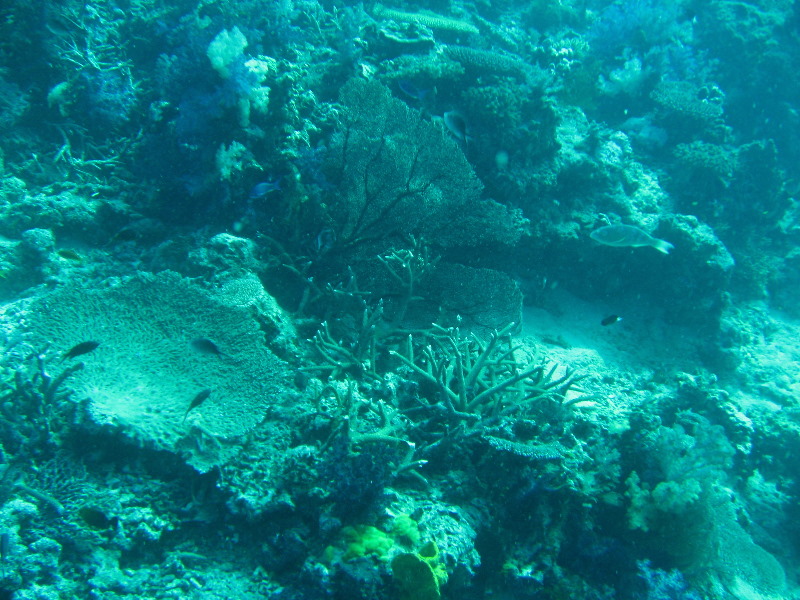 Rainbow-Reef-Scuba-Diving-Taveuni-Fiji-057