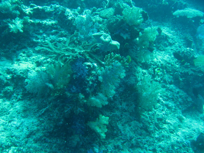 Rainbow-Reef-Scuba-Diving-Taveuni-Fiji-058