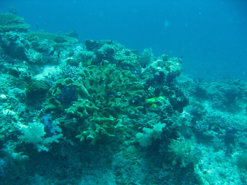 Rainbow-Reef-Scuba-Diving-Taveuni-Fiji-062
