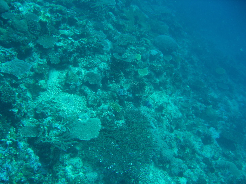 Rainbow-Reef-Scuba-Diving-Taveuni-Fiji-063