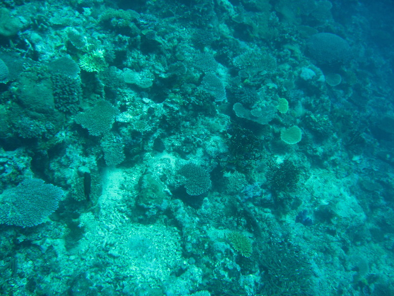 Rainbow-Reef-Scuba-Diving-Taveuni-Fiji-064