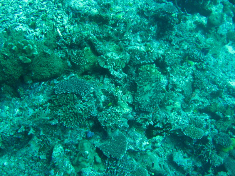 Rainbow-Reef-Scuba-Diving-Taveuni-Fiji-067