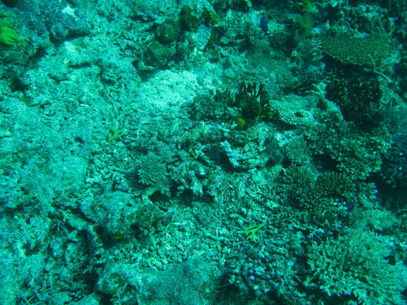 Rainbow-Reef-Scuba-Diving-Taveuni-Fiji-068