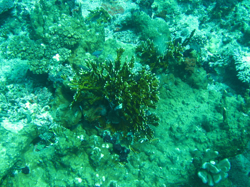 Rainbow-Reef-Scuba-Diving-Taveuni-Fiji-070