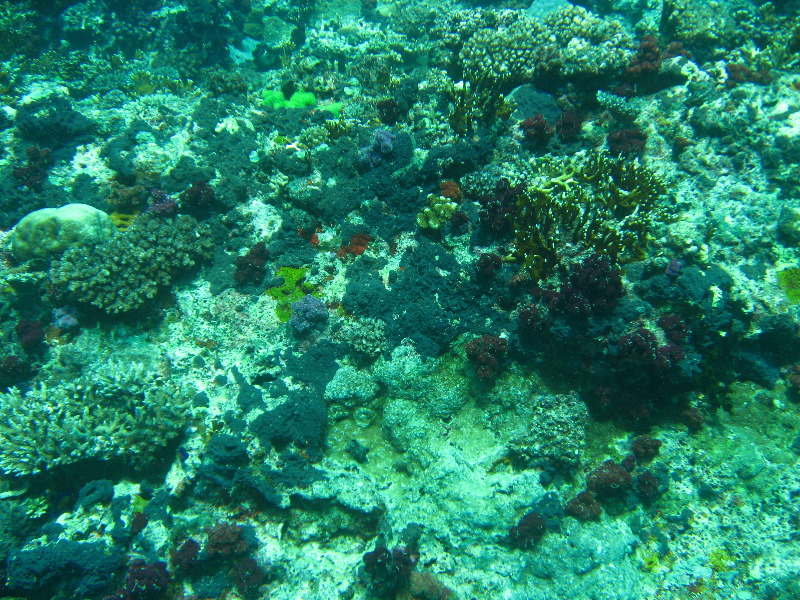 Rainbow-Reef-Scuba-Diving-Taveuni-Fiji-077