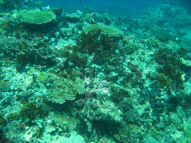 Rainbow-Reef-Scuba-Diving-Taveuni-Fiji-078