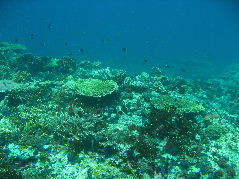 Rainbow-Reef-Scuba-Diving-Taveuni-Fiji-079