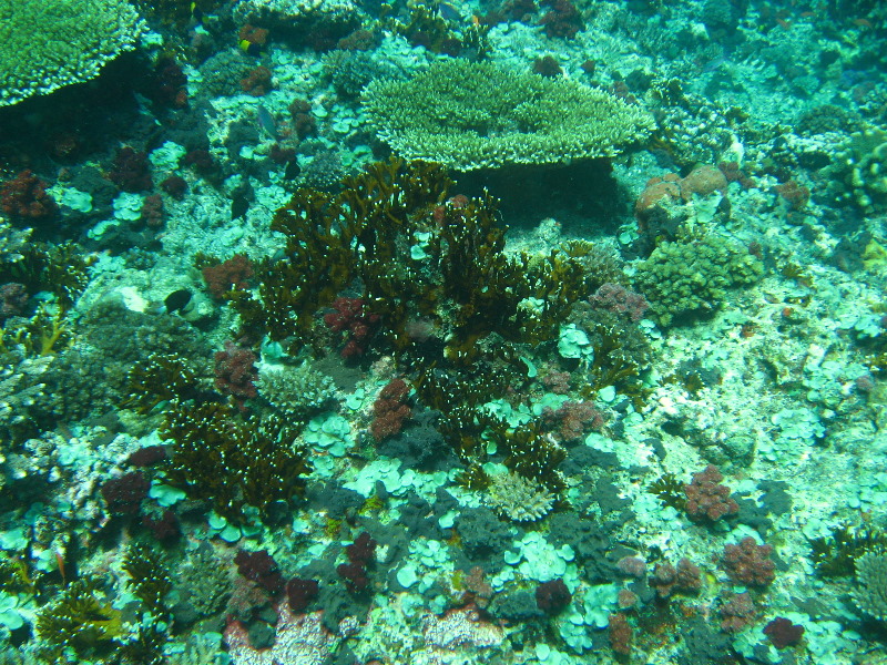 Rainbow-Reef-Scuba-Diving-Taveuni-Fiji-080