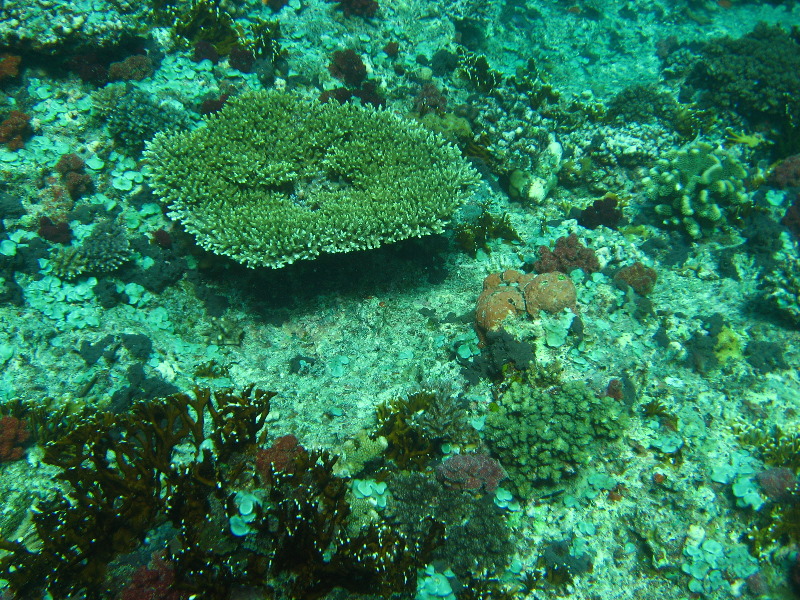 Rainbow-Reef-Scuba-Diving-Taveuni-Fiji-082