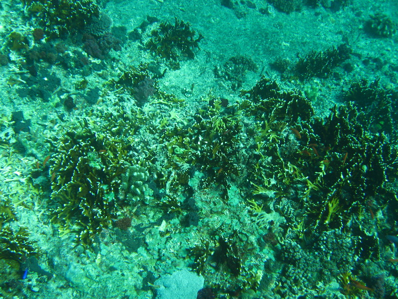 Rainbow-Reef-Scuba-Diving-Taveuni-Fiji-083