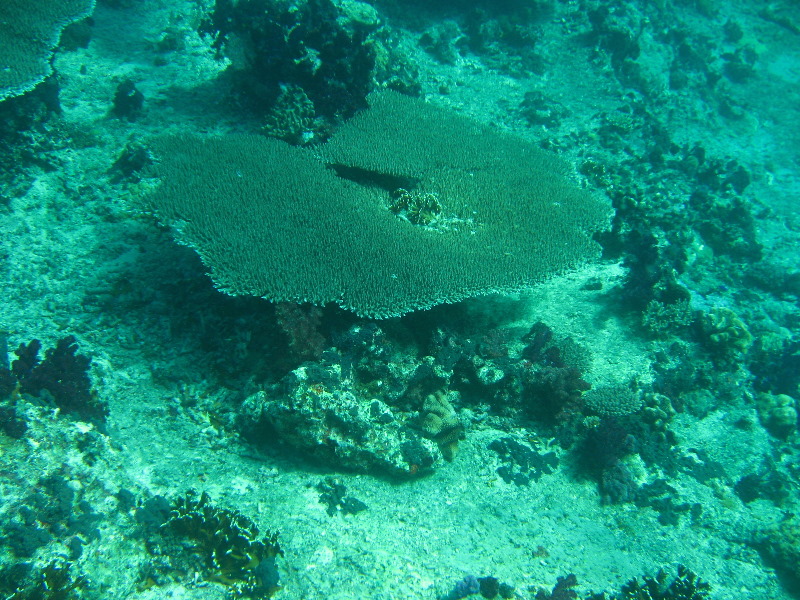 Rainbow-Reef-Scuba-Diving-Taveuni-Fiji-084