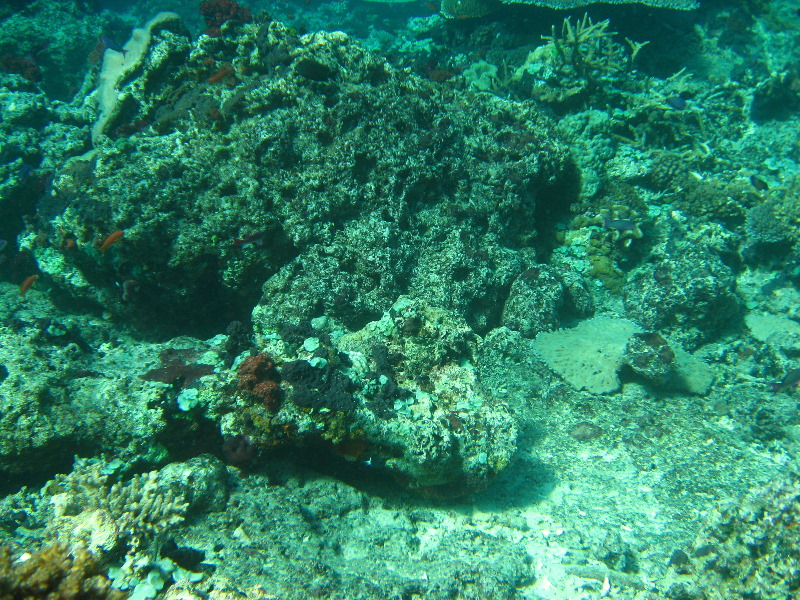 Rainbow-Reef-Scuba-Diving-Taveuni-Fiji-085