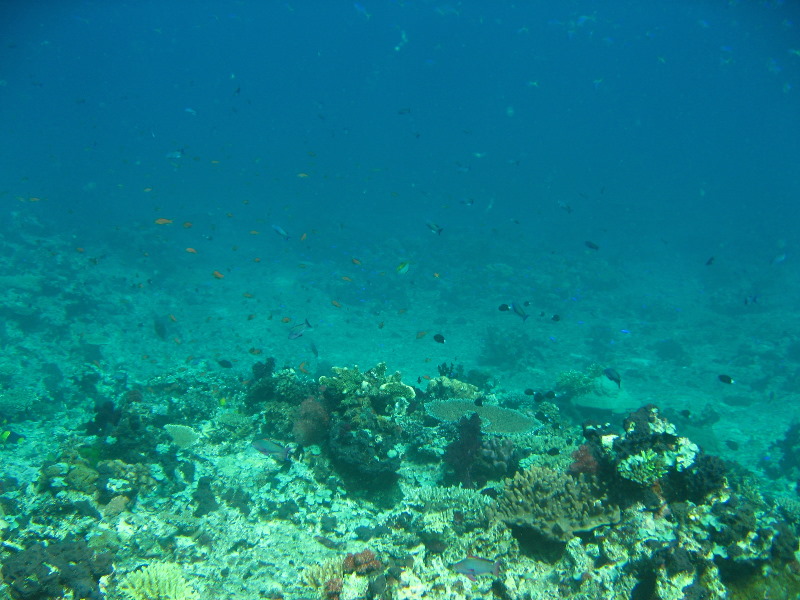 Rainbow-Reef-Scuba-Diving-Taveuni-Fiji-089