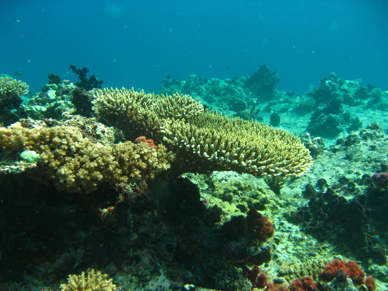 Rainbow-Reef-Scuba-Diving-Taveuni-Fiji-090