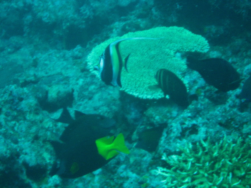 Rainbow-Reef-Scuba-Diving-Taveuni-Fiji-097
