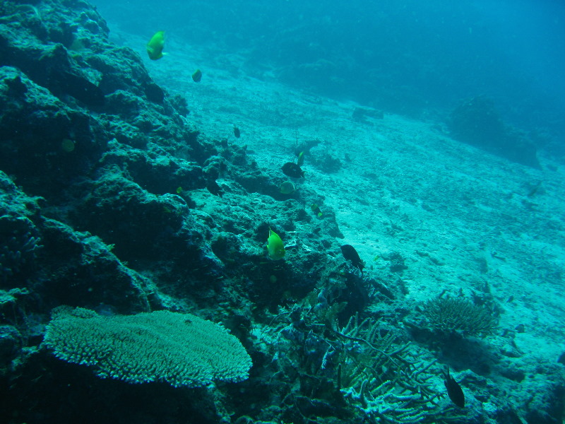 Rainbow-Reef-Scuba-Diving-Taveuni-Fiji-104