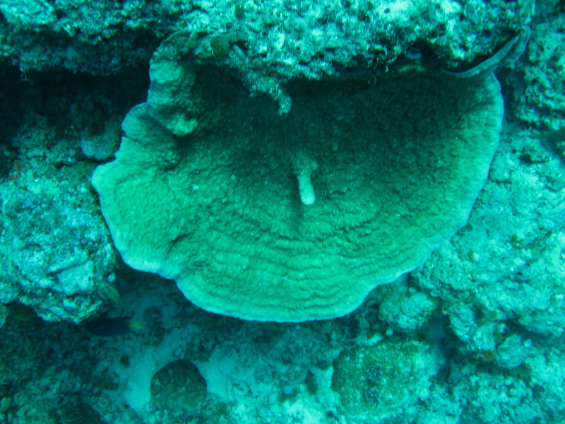 Rainbow-Reef-Scuba-Diving-Taveuni-Fiji-107