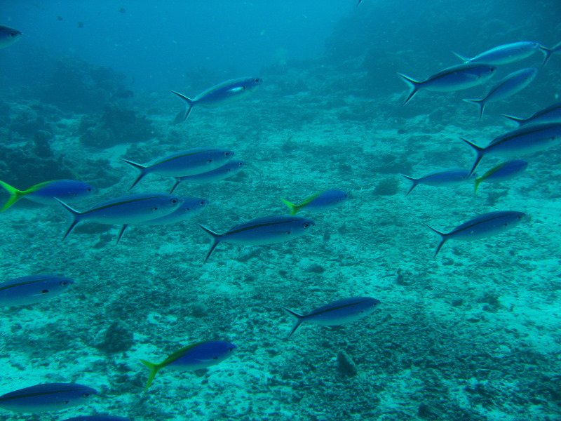 Rainbow-Reef-Scuba-Diving-Taveuni-Fiji-109