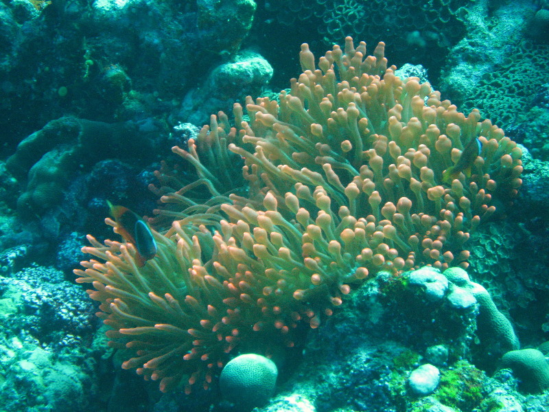 Rainbow-Reef-Scuba-Diving-Taveuni-Fiji-113
