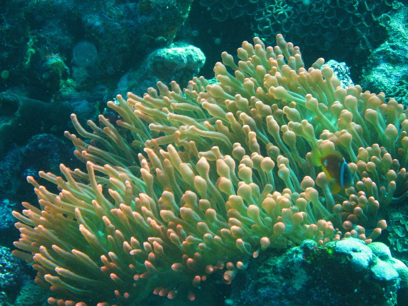 Rainbow-Reef-Scuba-Diving-Taveuni-Fiji-115