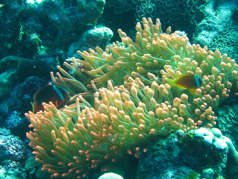 Rainbow-Reef-Scuba-Diving-Taveuni-Fiji-117