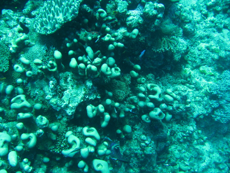 Rainbow-Reef-Scuba-Diving-Taveuni-Fiji-120
