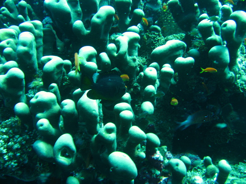 Rainbow-Reef-Scuba-Diving-Taveuni-Fiji-124