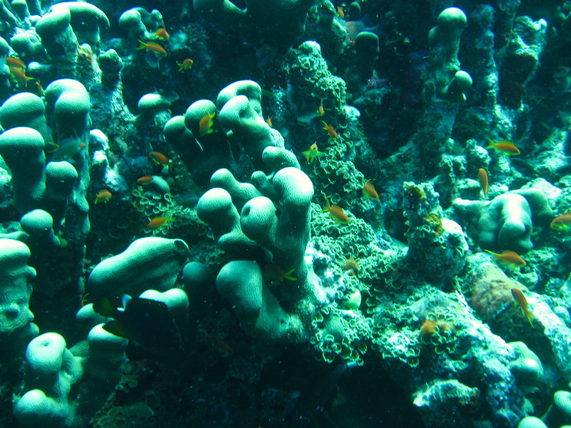 Rainbow-Reef-Scuba-Diving-Taveuni-Fiji-125
