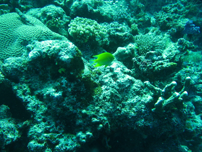 Rainbow-Reef-Scuba-Diving-Taveuni-Fiji-128
