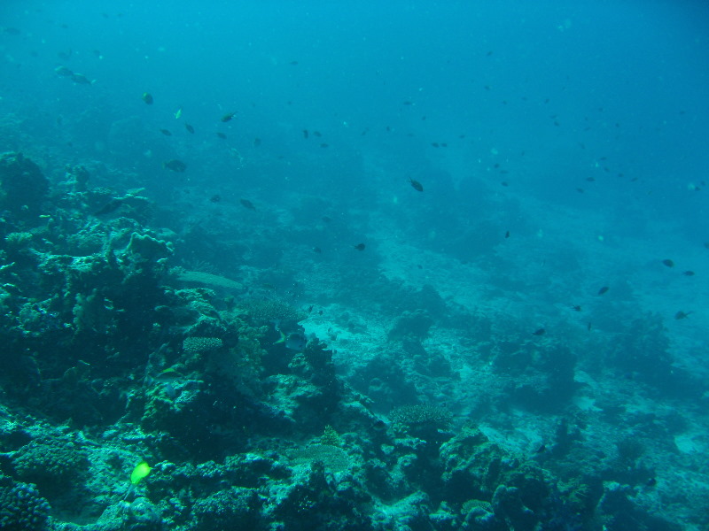 Rainbow-Reef-Scuba-Diving-Taveuni-Fiji-133