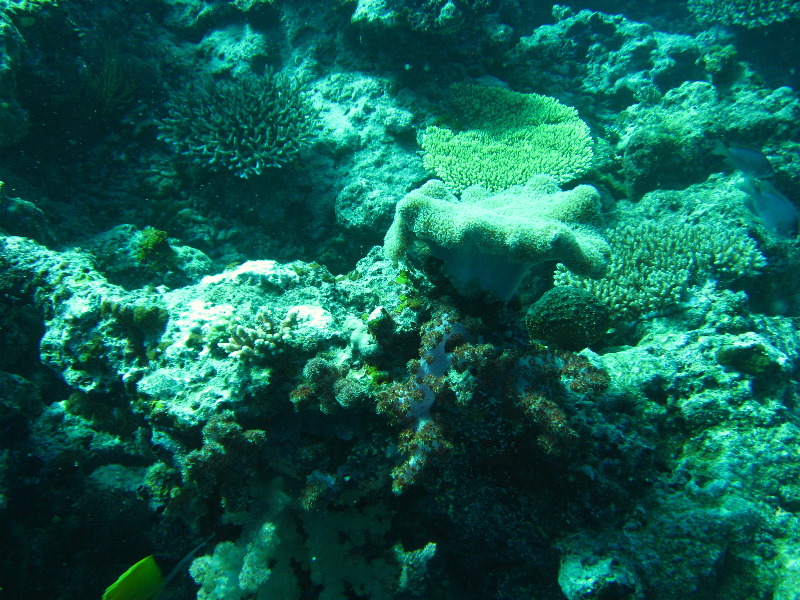 Rainbow-Reef-Scuba-Diving-Taveuni-Fiji-138