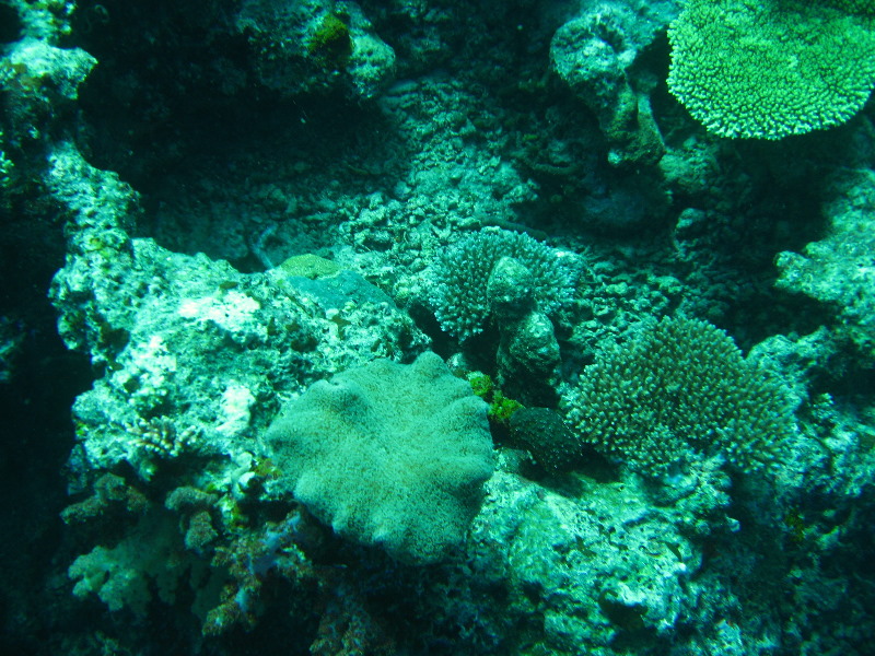 Rainbow-Reef-Scuba-Diving-Taveuni-Fiji-140