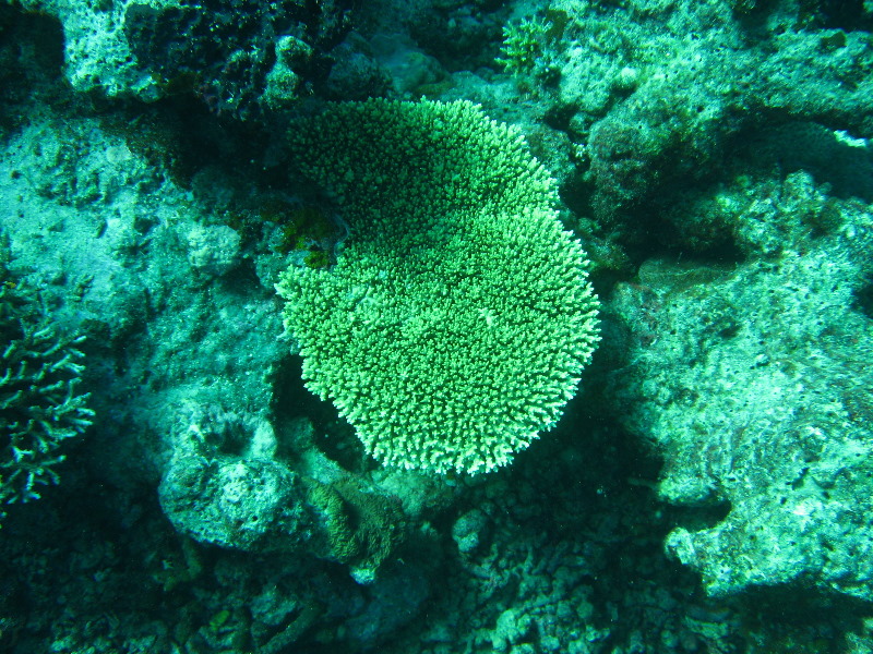 Rainbow-Reef-Scuba-Diving-Taveuni-Fiji-141