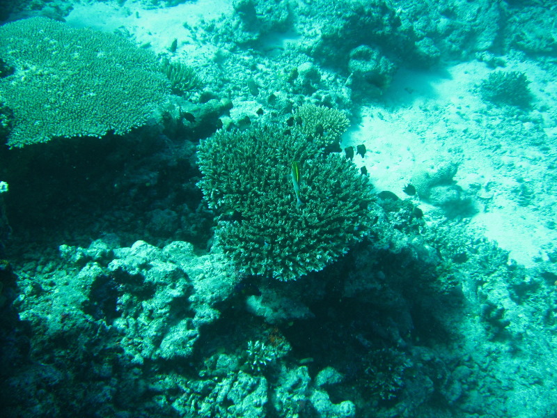 Rainbow-Reef-Scuba-Diving-Taveuni-Fiji-142